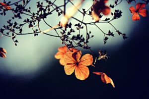 På bilden syns en trädgren i höstskrud och några halvtorra blommor eller blad.