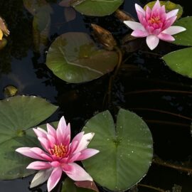 Rosa näckrosor i en damm.