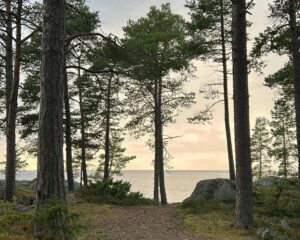 Tallar och hav i solnedgång.