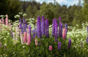 Sommarens utbetalningar Sommarens utbetalningar